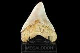 Serrated, Fossil Megalodon Tooth - Indonesia #148152-1